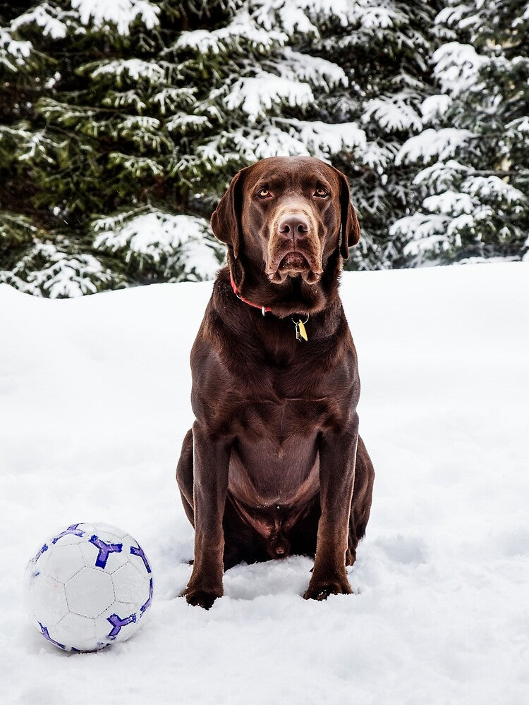 Soccer Playing Chocolate Lab by Apparel-City